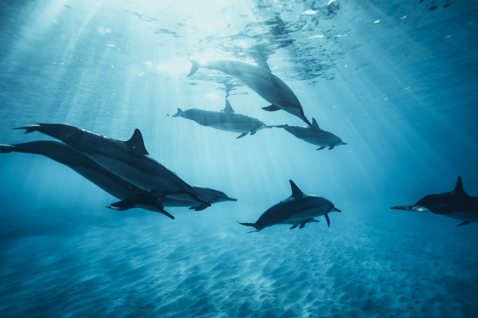 school of dolphins in water