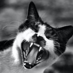 gray scale photo of cat showing mouth